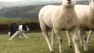 Beautiful Sheepdogs  Border Collie  Collies  in training [upl. by Talbert]