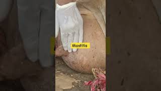 Mastitis disease mastitis thanela calving cow livestockfarming veterinary vetpet [upl. by Ansela]