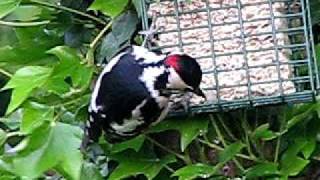 Woodpecker ♪♫ early morning bird chorus ♪♫  British Birds UK  wildlife videos [upl. by Pedro]