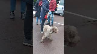 Adorable chien aux puces  devinez la race  🐩 chien doglover dogs dog dogshorts Tournai [upl. by Yekcin798]