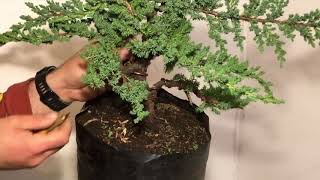 Juniper Procumbens Nana one [upl. by Osner]