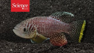 African killifish embryos enter suspended animation to survive [upl. by Publus]