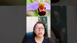 AMAZING FACTS OF MUTUALISM ORCHID OPHRYS VS BEEBOTANYECOLOGY biology biodiversityanimals neet🔥 [upl. by Aicirtel563]