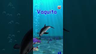 Endangered Animals Part5 animalshorts kidsshorts kidslearning vaquita animals kidsfun [upl. by Dougy470]