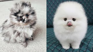 Cutest Teacup Pomeranian Puppies Compilation 4 [upl. by Athalee604]