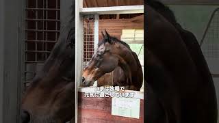 かつてのGⅠ馬は今…！ 競馬 馬 引退馬 キンシャサノキセキ ブラストワンピース トリビア 雑学 [upl. by Darton310]