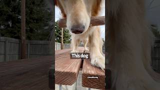 Dog loves bone foryou foryoupage goldenretriever pets puppy doglover reel cute fyp [upl. by Duky]