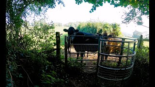 How Many Cows on Offas Dyke Path  1 [upl. by Smaj]