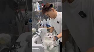 Another aggressive cat grooming part 13 pets groomed catcute cats [upl. by Enelyak]