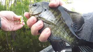 Beetle Spin Fishing For Panfish [upl. by Rory]