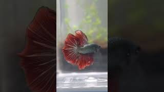 Red Rosetail Halfmoon Betta [upl. by Noryak257]