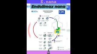 Endolimax nanaSmall nonpathogenic amoebaProtozoan👍Parasitology👍🔬✅ [upl. by Ennaitsirk730]