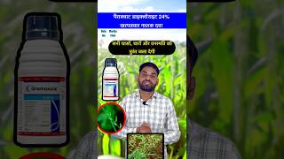 सभी खरपतवारों को जलाने वाली चरामार दवा  Paraquat dichloride 24 sl  shorts herbicide farmer [upl. by Ameyn938]