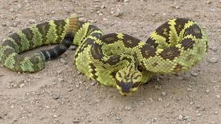 Blacktailed Rattlesnake Crotalus molossus 2 [upl. by Buyse]