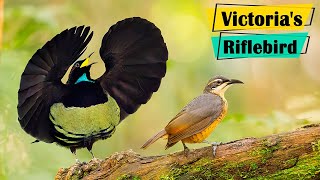 Victorias Riflebird  The Magical Dance of the Victorias Riflebird [upl. by Nnylrats636]