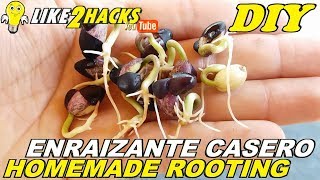 🌿 Como HACER ENRAIZANTE CASERO para PLANTAS y ÁRBOLES 🌿 How to MAKE HOME ROOTING for PLANTS amp TREES🌳 [upl. by Lattie]