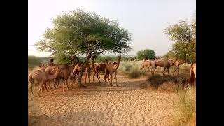 The Largest group camel Walking A forest park Ari [upl. by Ashia390]