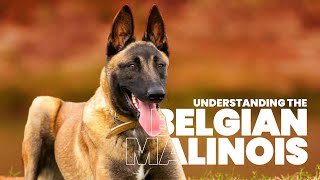 The Ultimate Guide to Belgian Malinois Training amp Care [upl. by Delbert]