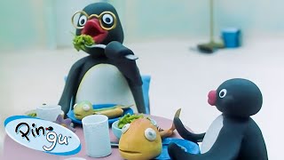 Pingus Family 🐧  Pingu  Official Channel  Cartoons For Kids [upl. by Gladys]