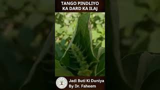 Tango PINDLIYO ka dard Ka ilaj  Dr Fahim Herbalist [upl. by Damian]