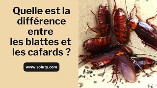 CAFARD  Quelle est la différence entre les blattes et les cafards [upl. by Aidahs]