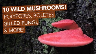 10 Wild Mushrooms Polypores Boletes Gilled Fungi amp More [upl. by Akcinat791]