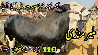 Malir Mandi Karachi Cattle Rates Update  28 February 2024  Cow Mandi 2024 [upl. by Docilu828]