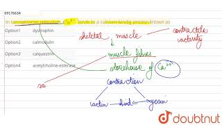 In sarcoplasmic reticulum Ca2 binds to a calciumbindig protein known as [upl. by Niltac]