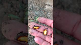 Growing Pistachio Fresh Seed shorts garden trending shortvideo seeds grow dryfruits 4k [upl. by Rahab]