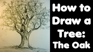 How to draw a Tree The Oak [upl. by Eicaj]