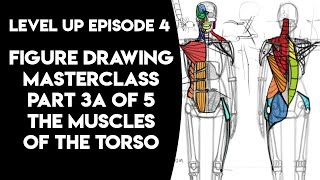 Figure Drawing Masterclass  Part 3A of 5  The Muscles of the Torso Shoulders and Hips [upl. by Ylrebme254]