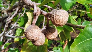 Candlenut Aleurites moluccana  harvesting tasty sweet variety in Gran Canaria [upl. by Fanechka180]