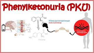 Phenyl Ketonuria  genetic defects in aminoacid metabolism [upl. by Bittencourt291]