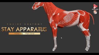 Passive Stay Apparatus of the Forelimb in the Horse  Part 1 [upl. by Notlehs56]