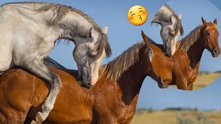 Horse Video 😚  Horse Lover [upl. by Gerkman79]