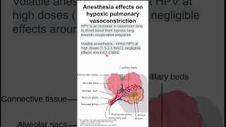 Anesthesia effects on hypoxic pulmonary vasoconstriction [upl. by Jimmy955]