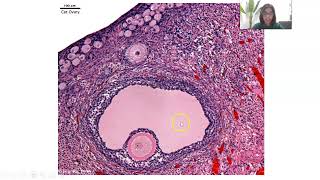 Ovarian Cycle [upl. by Anahsat]