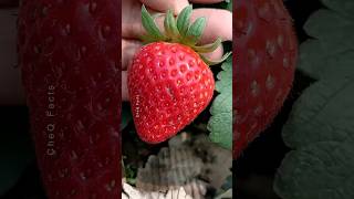 How to Grow Strawberry Plants at Home 🍓 plants farming shorts [upl. by Tshombe690]