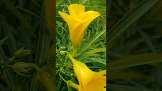 Kaner plant कनेर kanerflowerplant growkaner oleanerflower how [upl. by Linnie]