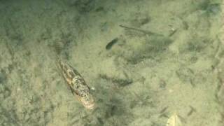 WILDCICHLIDS Nimbochromis linni with fry at Mumbo Island [upl. by Bruce]