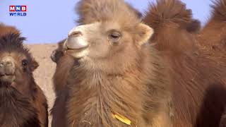 Facts about Mongolia  Bactrian Camels [upl. by Ilrac472]