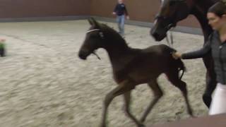 wwwdressurstallsandbrinkde 2016 Blue Hors St Schufro stallion as a foal [upl. by Chrysa]