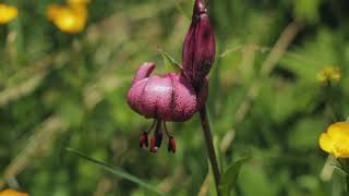 Martagon Lily Lilium martagon [upl. by Adey731]