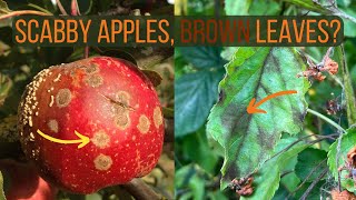 How To Identify and Cure Apple Scab Disease Venturia inaequalis [upl. by Thanos]