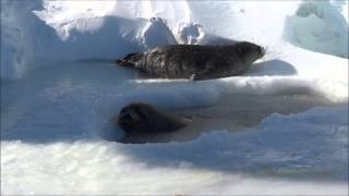 Weddell seal teeth [upl. by Oznol]