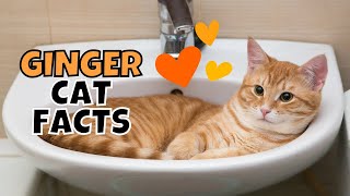 10 Fun Facts About Orange Tabby Ginger Cats [upl. by Alrac]