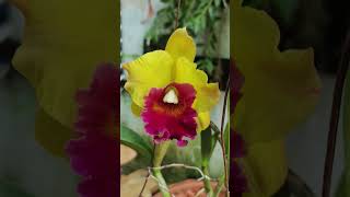 Cattleya patcharee delight hoa lan orchid channel comedy shorts [upl. by Lorrad]