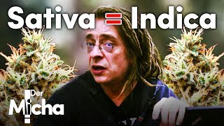 Was Indica und Sativa WIRKLICH bedeuten [upl. by Yessak]