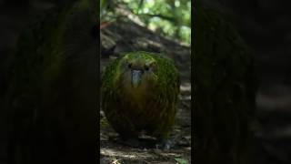 Worlds Most Amazing Parrot  Most Amazing Parrot  kakapo parrot parrots parrotlover ytshorts [upl. by Sandye]