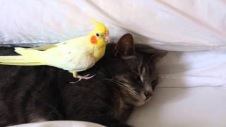 Bird protecting cat [upl. by Eilyah]